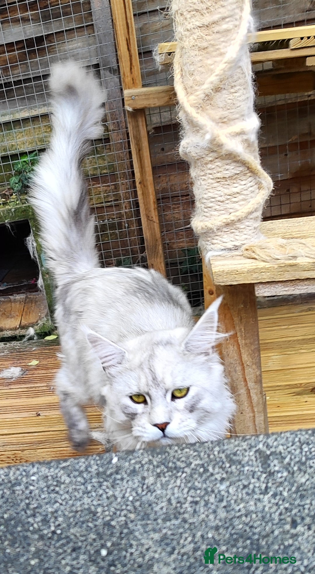Maine Coon cats for sale: Beautiful NEUTERED boy  - Image 4