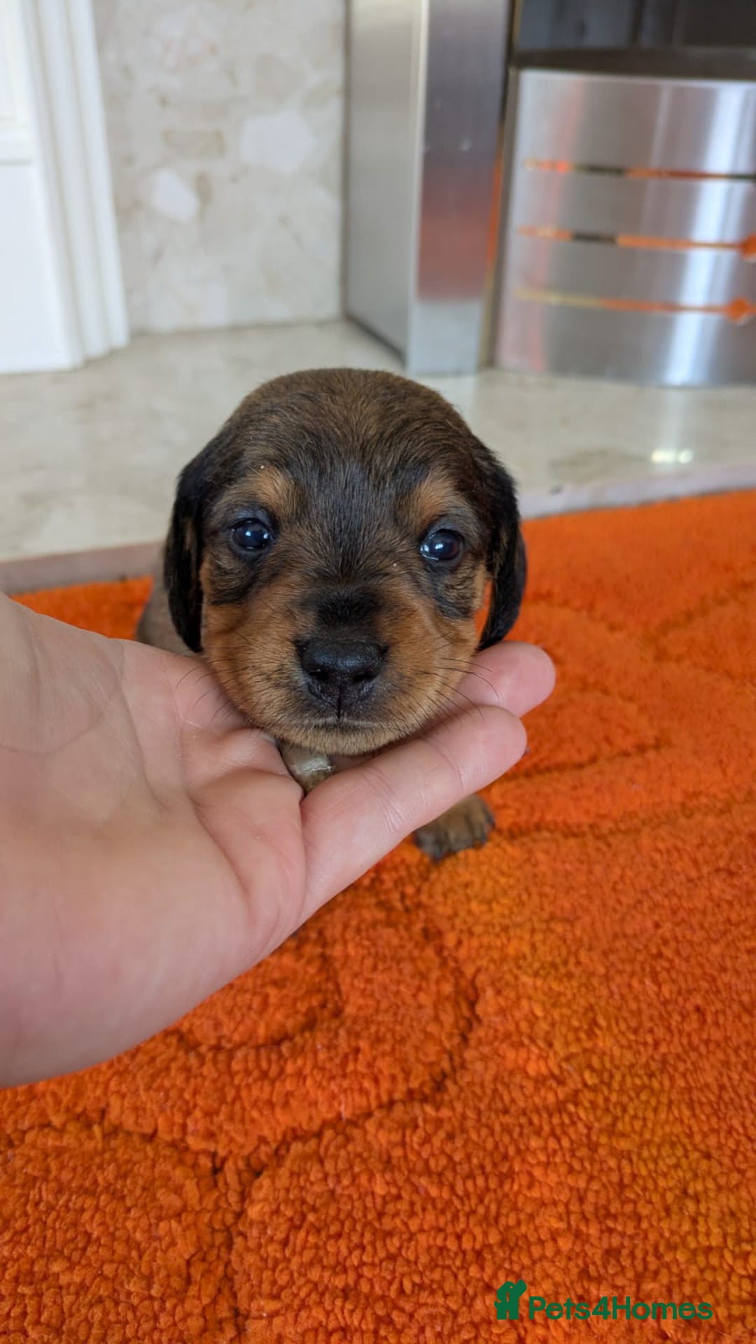 Mixed Breed dogs for sale: 3/4Dachshund X 1/4Jack  - Image 25