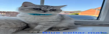 British Shorthair Kitten 4