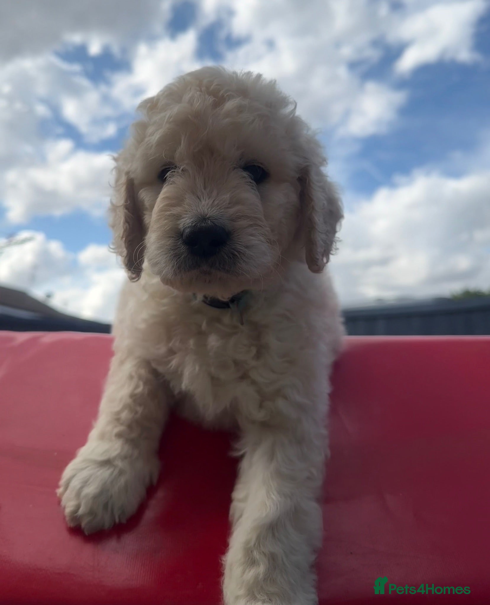 Goldendoodle dogs 🐾 Beautiful Multi-Gen Goldendoodle Puppies - Advert 2