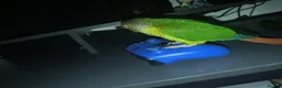 Conures birds for sale: Female conure  in Milton Keynes - Advert 3