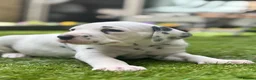 Dalmatian dogs for sale: Beautiful KC Registered Dalmatian Puppies - Advert 15