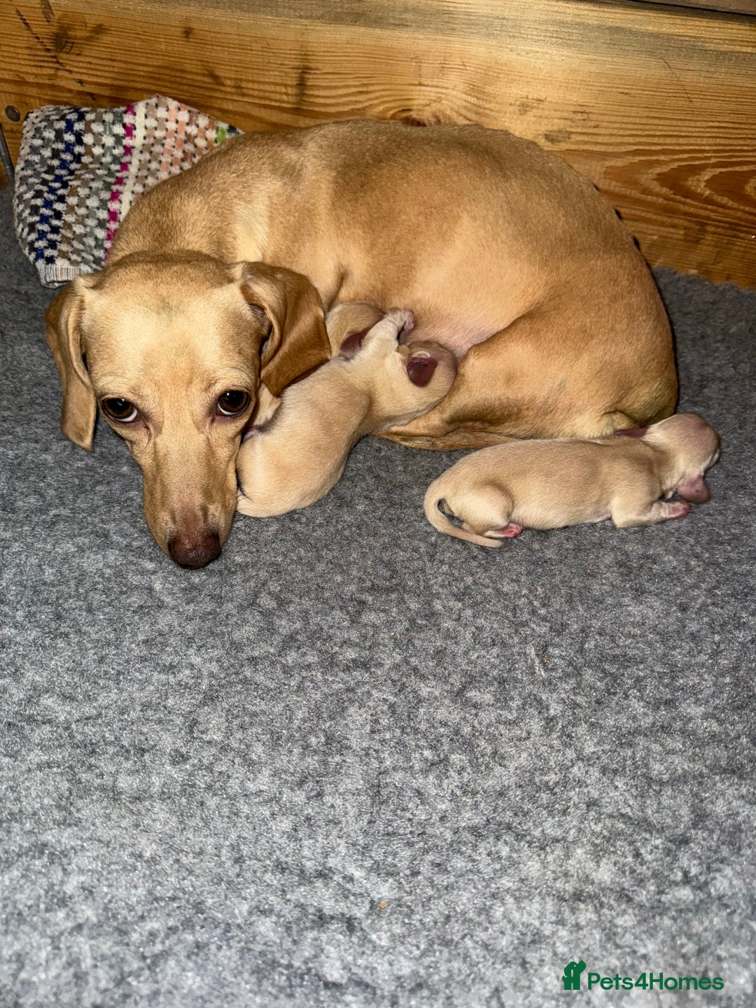 Dachshund dogs for sale: Stunning litter-cream miniature dachshund puppies - Advert 21