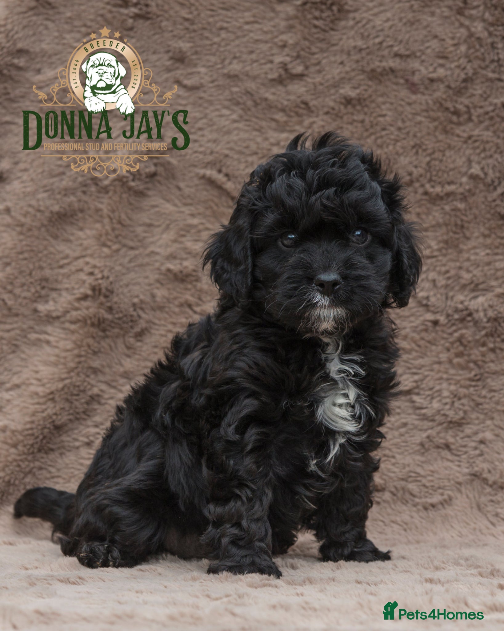 Cavapoo dogs DONNAJAYS 💫 exceptional F1 Toy Cavapoo babies  - Advert 2