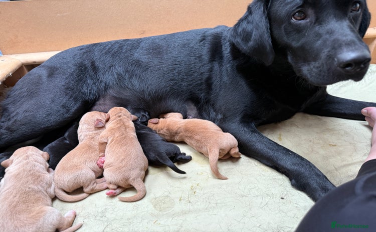 Labrador Retriever dogs - Advert 6