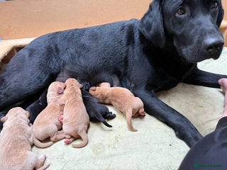 Labrador Retriever dogs for sale - Advert 1