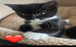 Mixed Breed cats for sale: Gorgeous litter of kittens British Blue X - Image 3