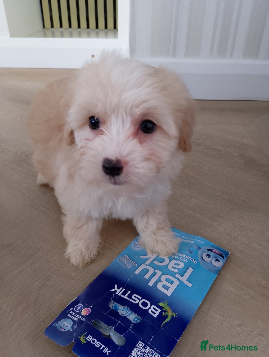 Maltipoo dogs for sale: Maltipoo puppies boy and girl available  - Image 14