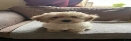 Maltipoo dogs for sale: Pure Maltipoo Puppies   - Advert 1