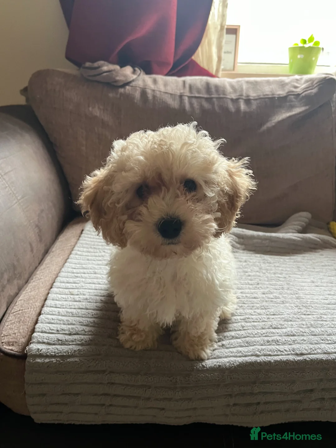 Maltipoo dogs for sale: Pure Maltipoo Puppies   - Advert 1