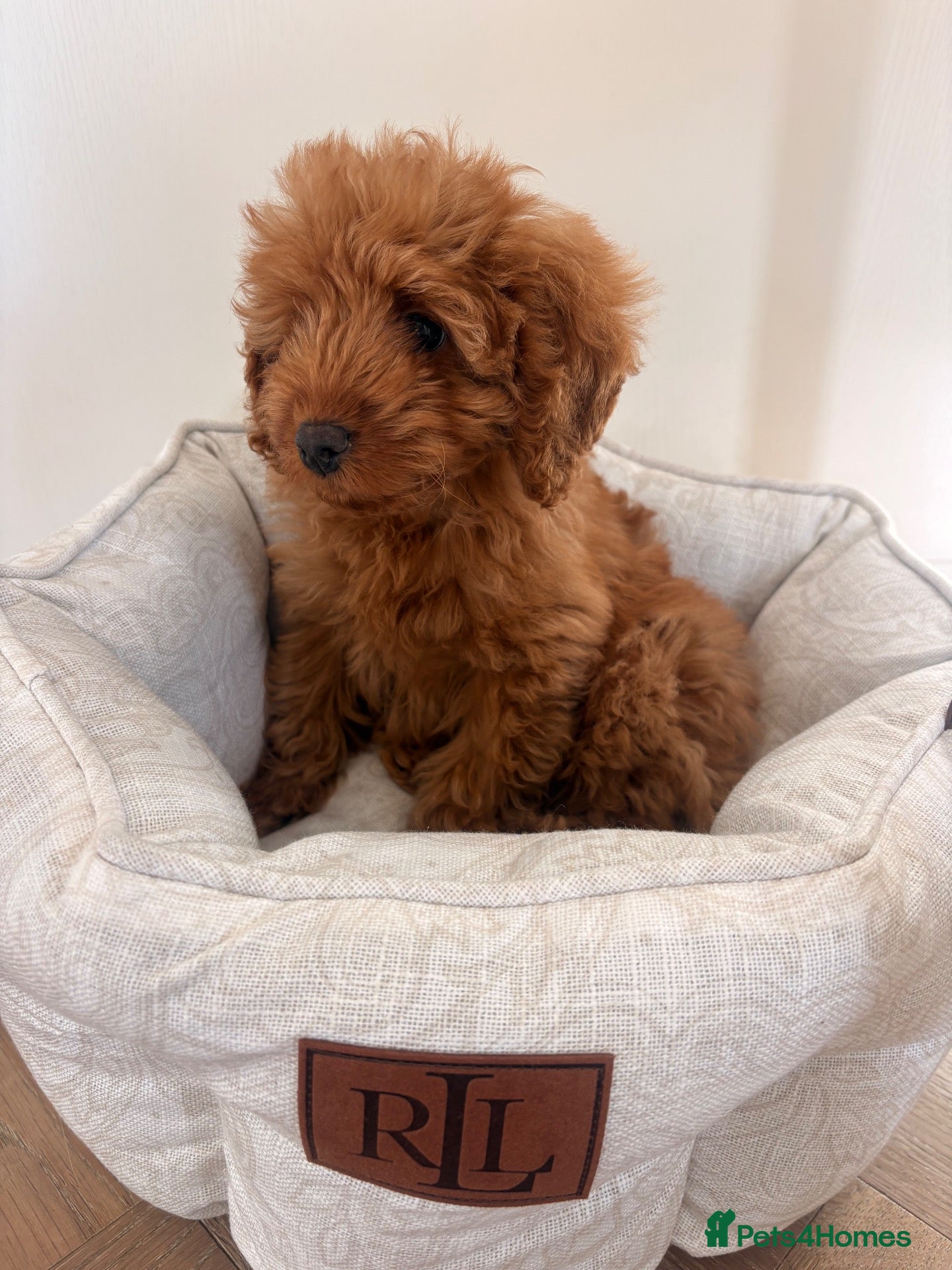 Labradoodle dogs for sale: LICENSED BREEDER TOY MINIATURE LABRADOODLES   - Advert 1