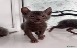 Lykoi cats for sale: Adorable Lykoi Kittens  - Advert 10