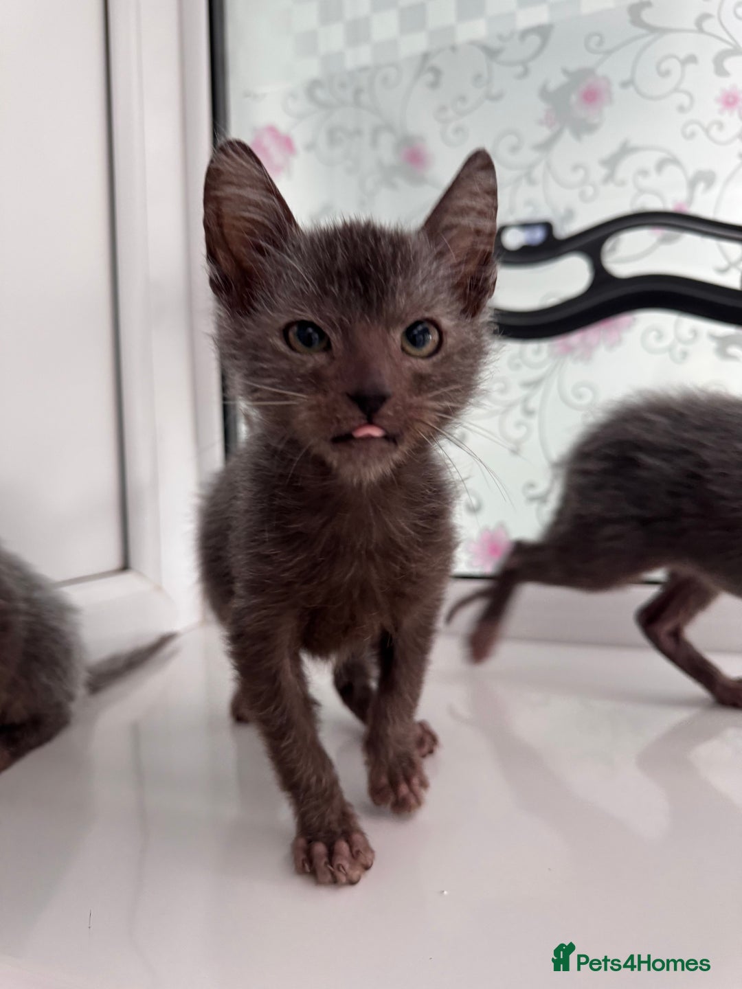 Lykoi cats for sale: Adorable Lykoi Kittens  - Advert 10
