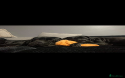 Cane Corso dogs for sale: Cane corso puppy  - Image 5
