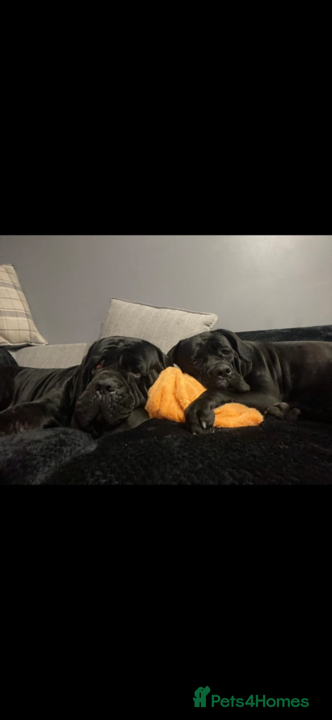 Cane Corso dogs for sale: Cane corso puppy  - Image 5