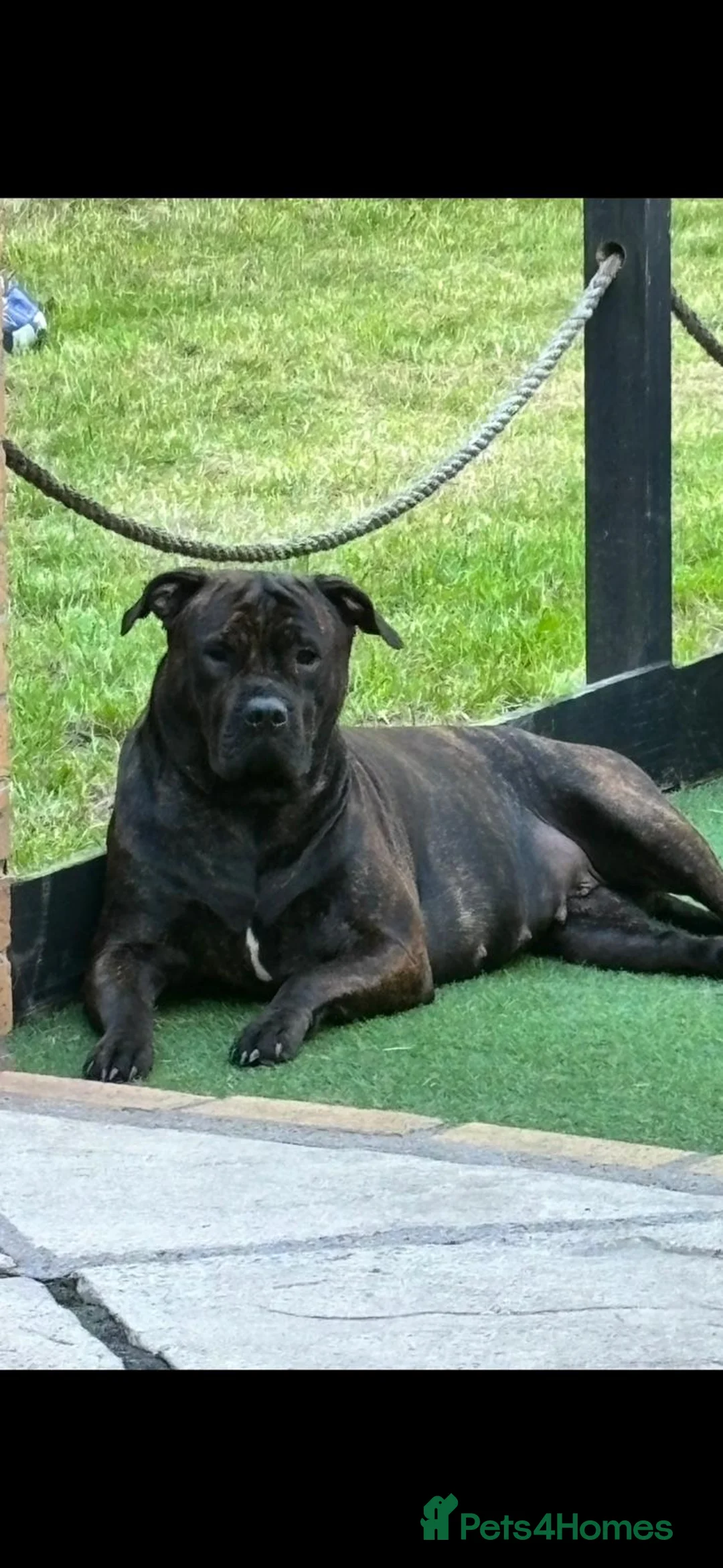 Mixed Breed dogs for sale: Presa Canario/Cane Corso Puppies 🐶 - Advert 9