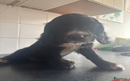 Cocker Spaniel dogs for sale: Black and white cocker spaniel - Image 1