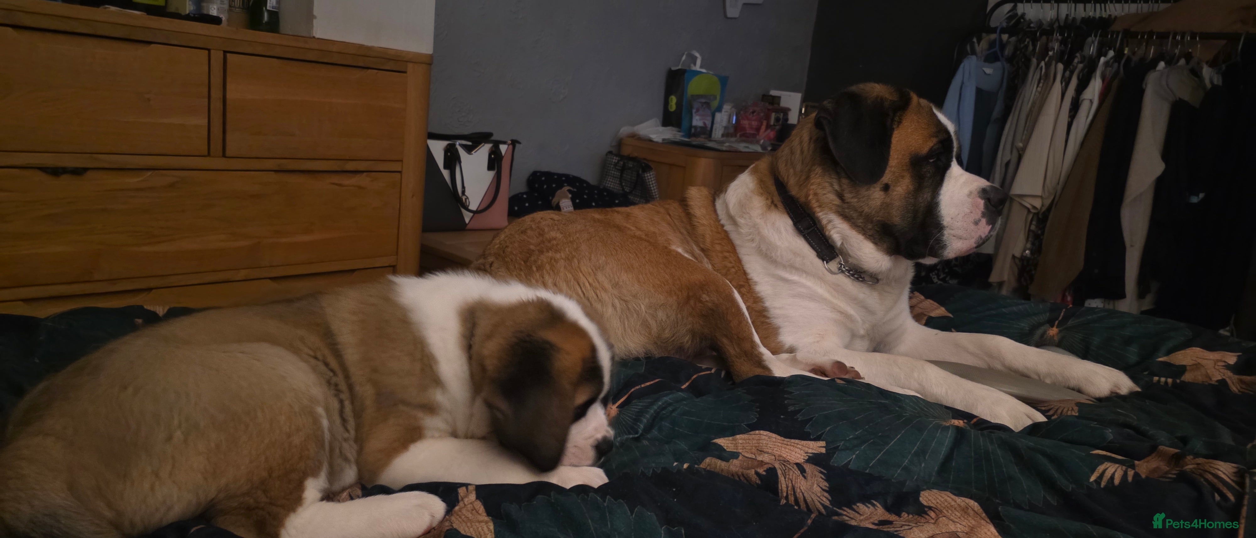 Saint Bernard dogs Two Girls Left in Bakewell - Advert 1