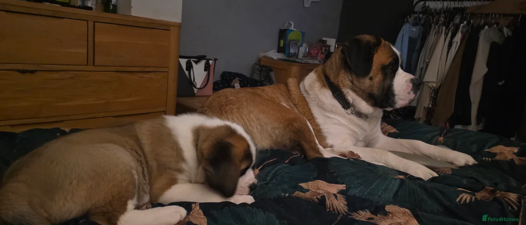 Saint Bernard dogs for sale: Two Girls Left in Bakewell - Advert 1