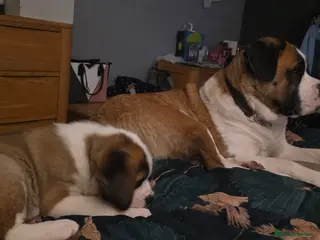 Saint Bernard dogs Two Girls Left in Bakewell - Advert 2