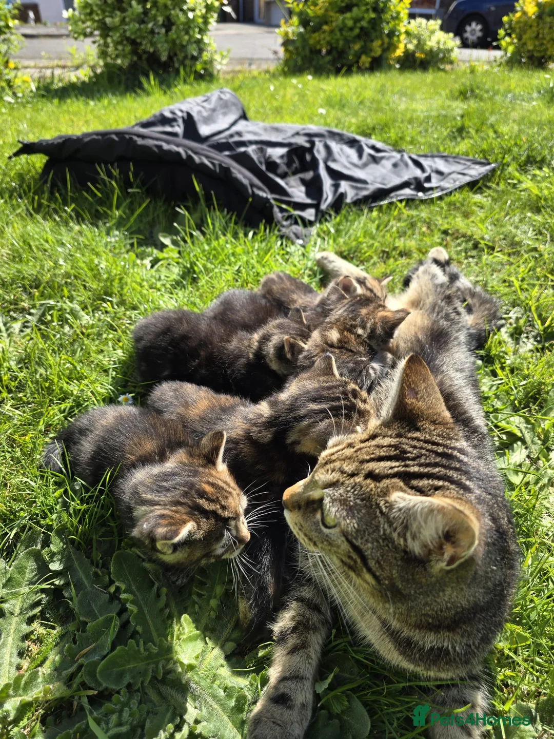 Mixed Breed cats for sale: Fluffy kittens 8 weeks old for sale ! in Wellingborough - Advert 1