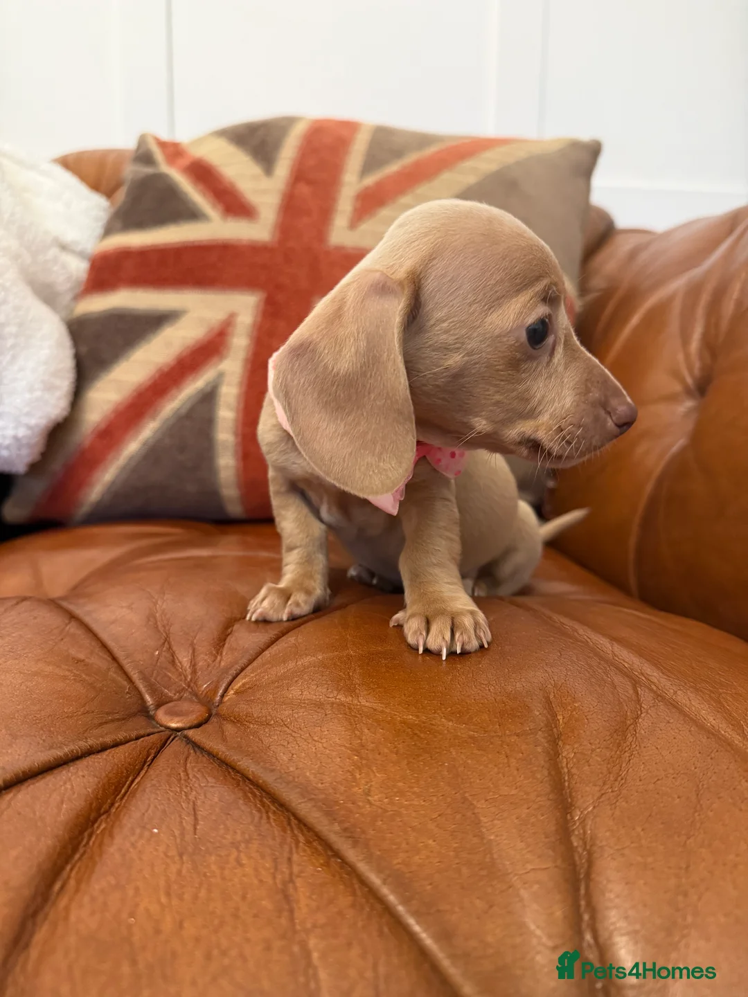 Miniature Dachshund dogs for sale: Stunning Pups 5 ⭐ Star Licensed 5 ⭐ Reviews!  - Advert 21