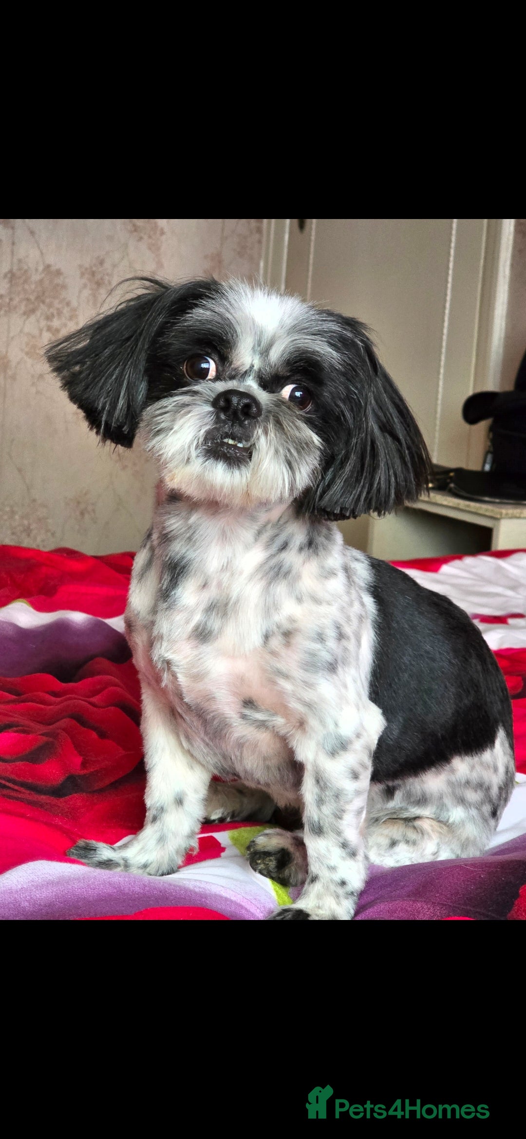 Shih Tzu dogs for sale: Hi my name is Maria  - Image 15