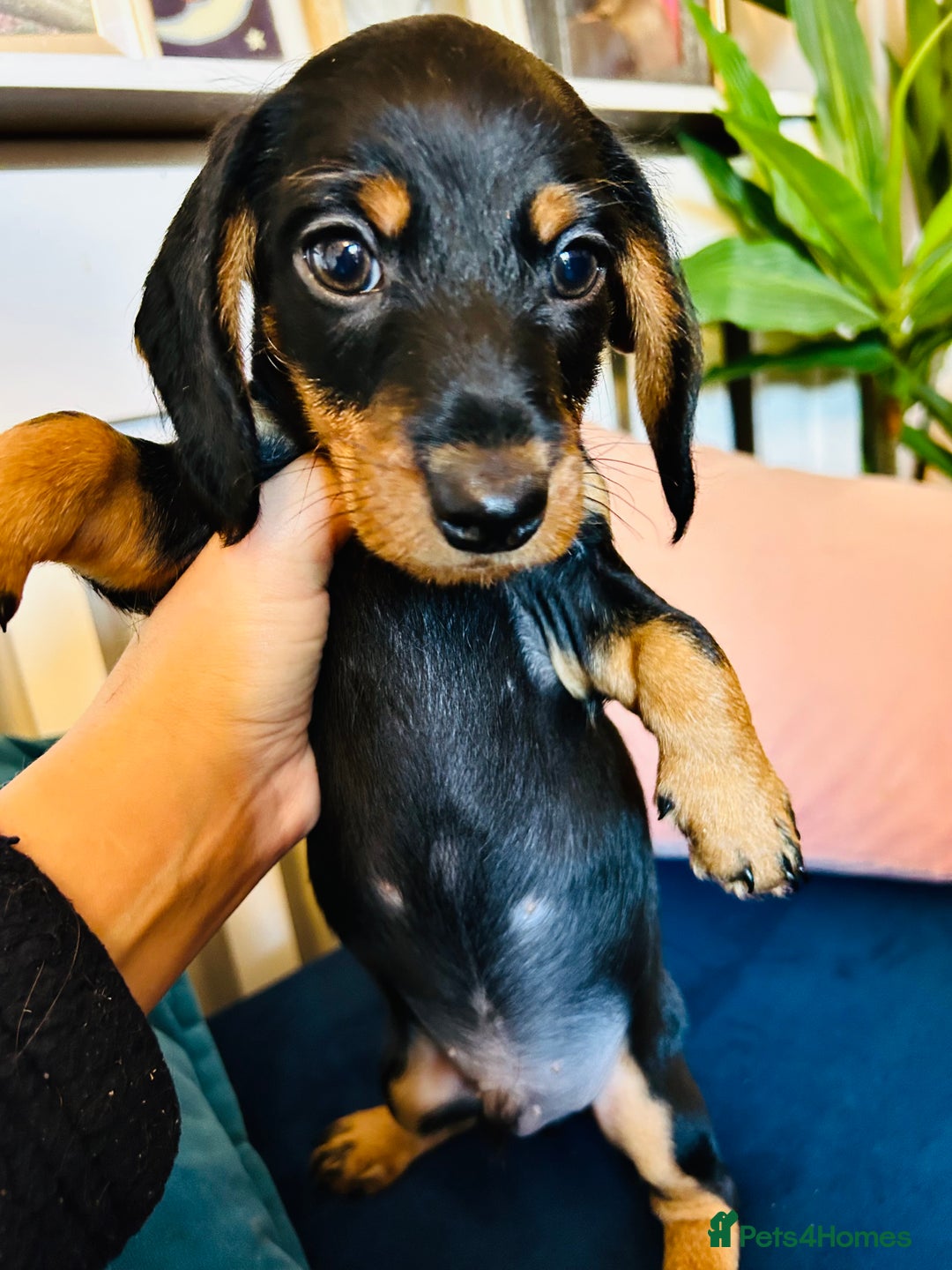 Miniature Dachshund dogs for sale: *1 boy remaining* black and tan Mini Dachshund  - Advert 4