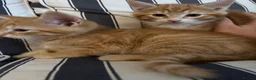 Mixed Breed cats for sale: Mixed breed chunky fluffy kittens - Advert 12