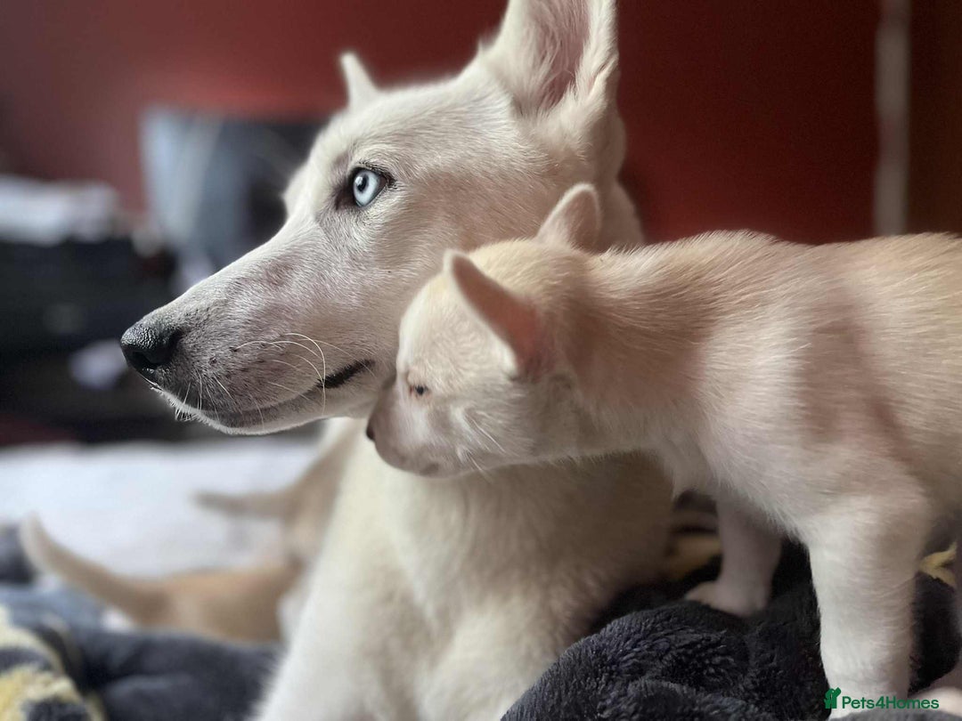 Siberian Husky dogs for sale: Last Male Pure White Siberian Husky  - Image 11