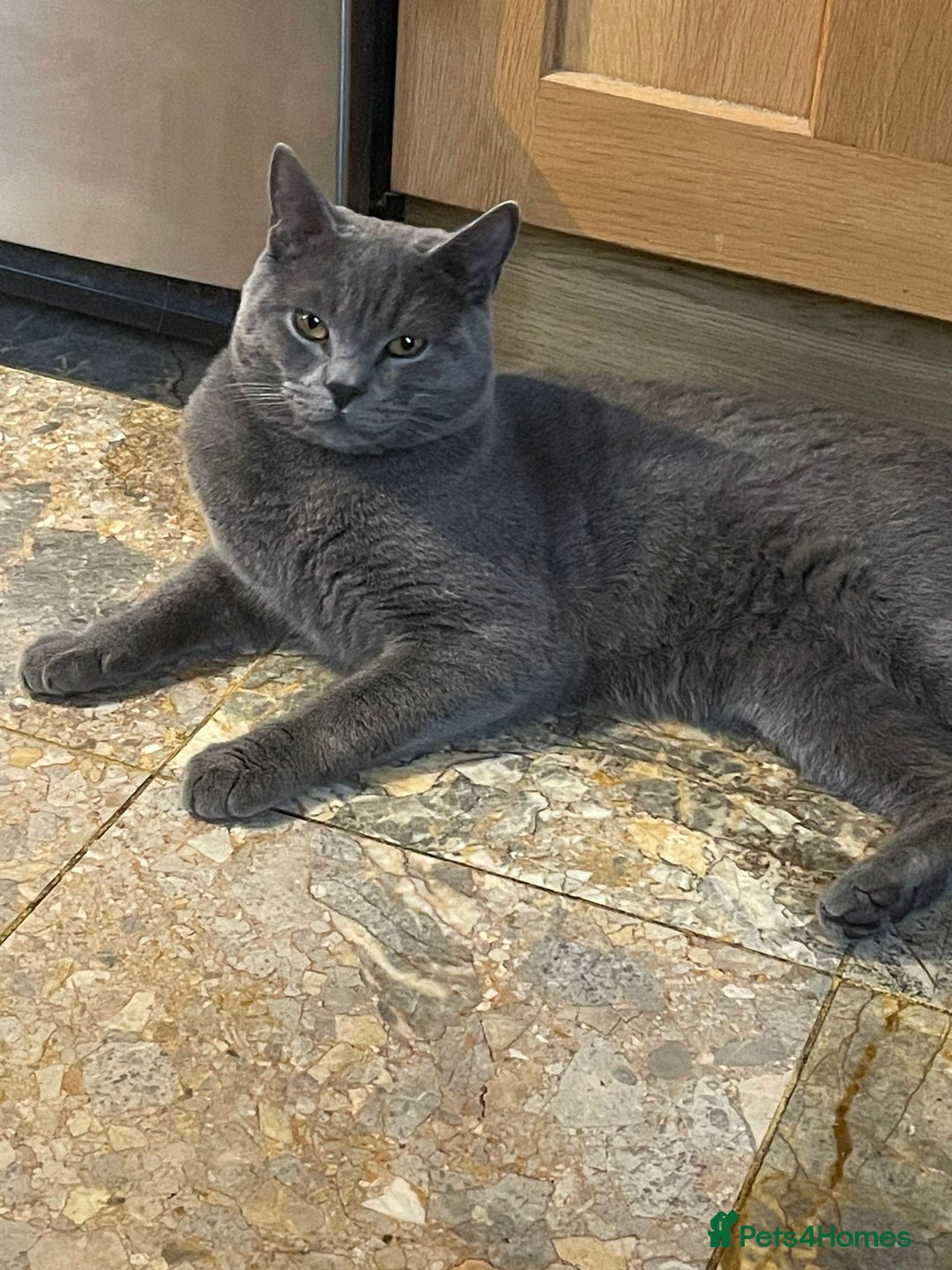 British Shorthair cats for sale: Coco and Layla  - Image 5