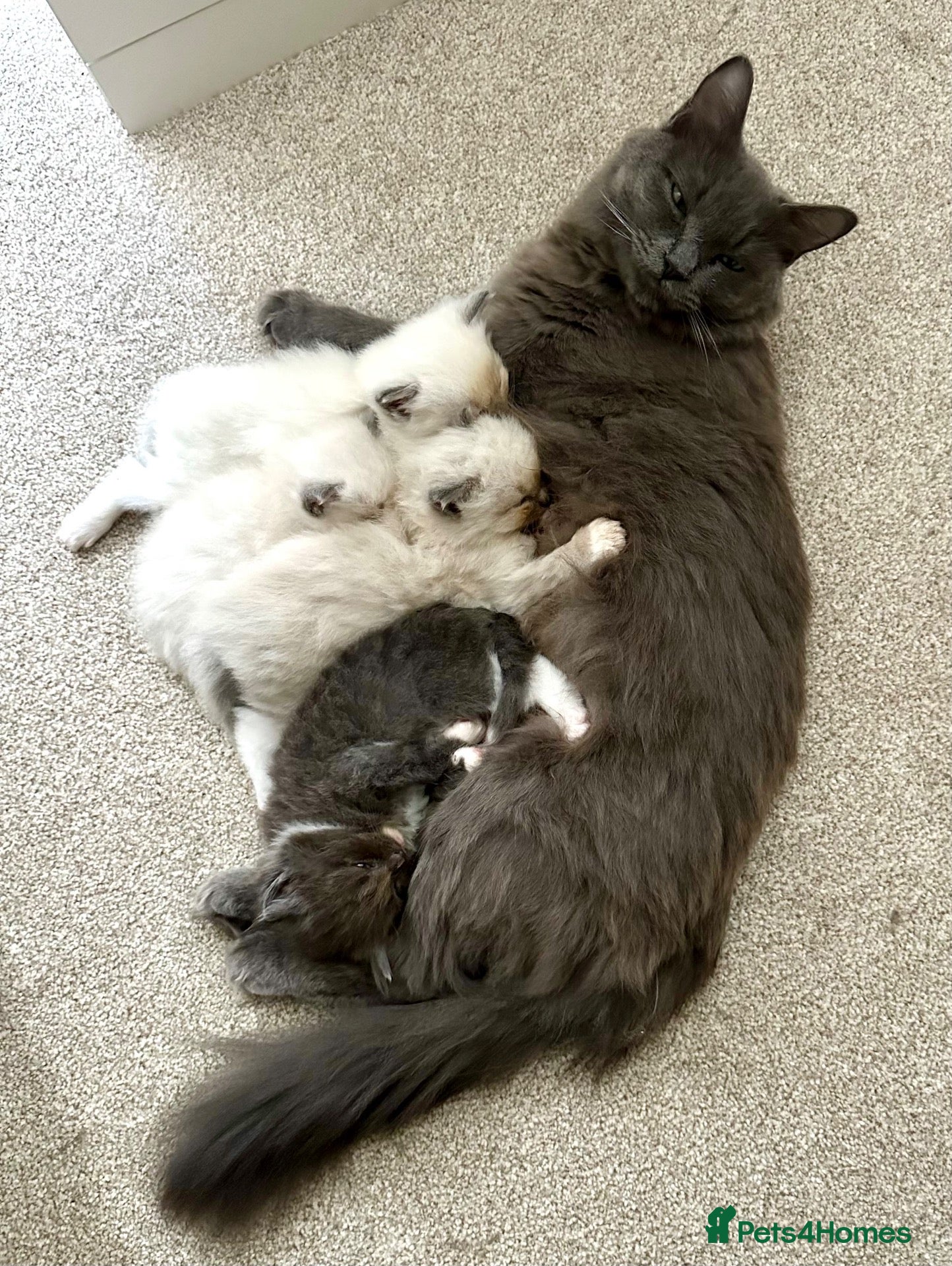 Ragdoll cats Ragdoll x British Longhair Kittens - Ready 2nd Oct - Advert 1