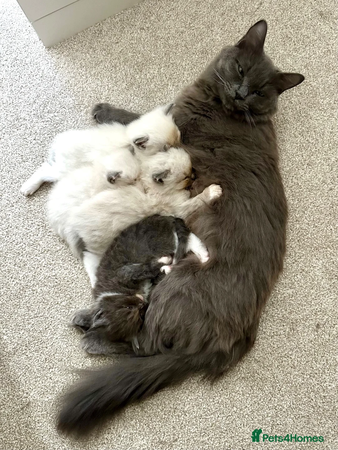 Ragdoll cats for sale: Ragdoll x British Longhair Kittens - Ready 2nd Oct in Saint Leonards-on-sea - Advert 1
