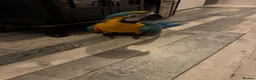 Macaws birds for sale: Blue and gold macaw  - Advert 4