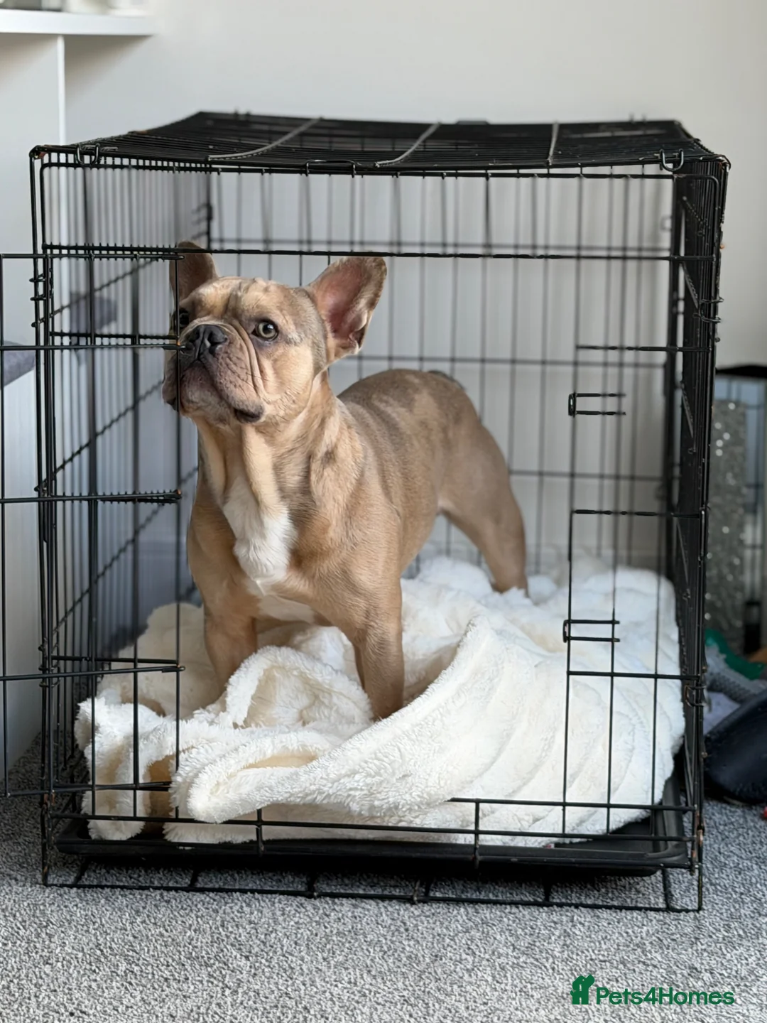 French Bulldog dogs for sale: 2 year old male French bulldog  in Wickford - Advert 2