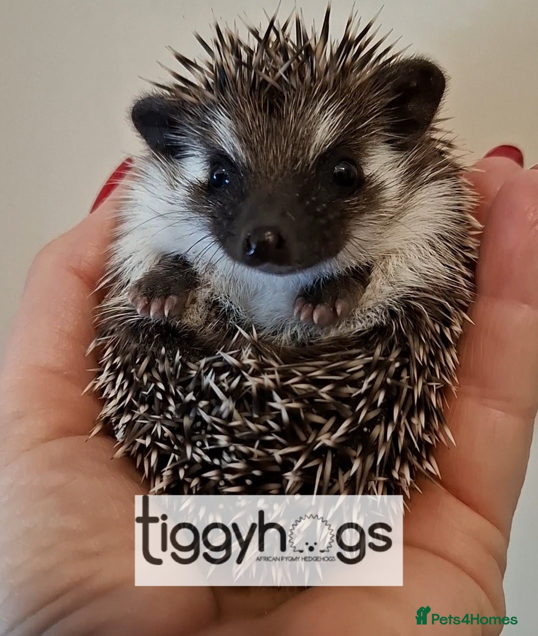 Pygmy Hedgehog rodents 1 Handsome Male African pygmy hedgehog  - Advert 1