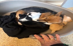 Jack Russell dogs for sale: Jack Russell puppies for sale - Image 21