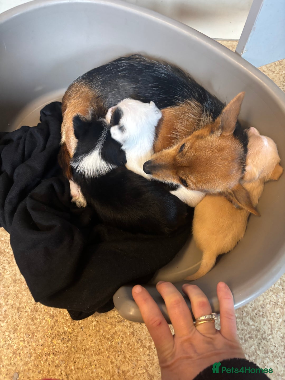 Jack Russell dogs for sale: Jack Russell puppies for sale - Image 21