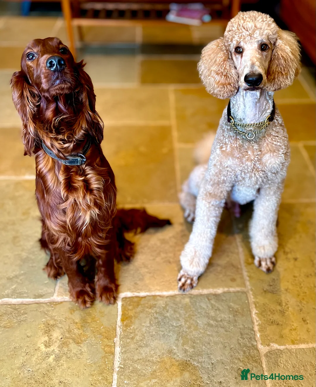 Labrador Retriever dogs for stud: DNA & Hip scored KC reg Standard Poodle for Stud in Welshpool - Advert 3