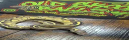 Python Snake reptiles for sale: Leopard butter pastel het desert ghost  - Advert 2