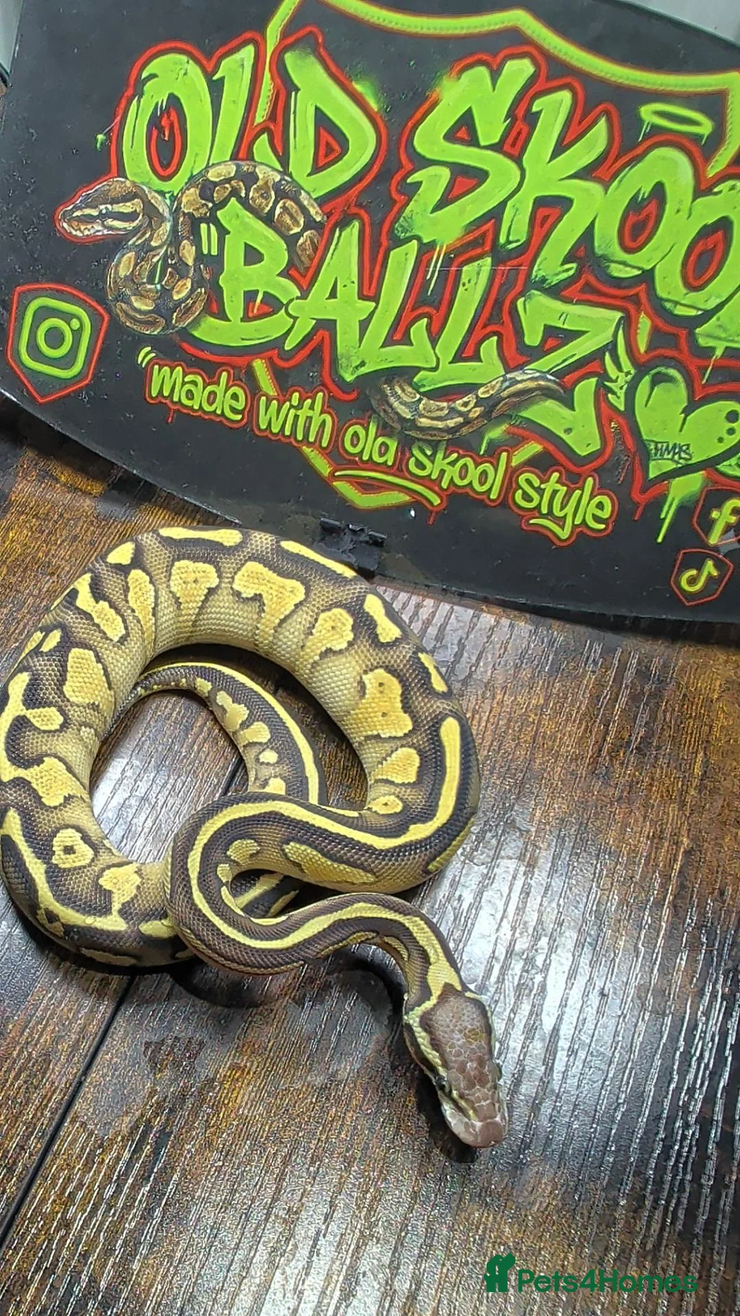 Python Snake reptiles for sale: Leopard butter pastel het desert ghost  - Advert 2