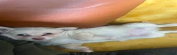 Chihuahua dogs for sale: Full Pedigree Registered Chihuahua Pups - Advert 9