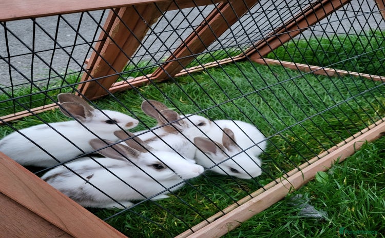 English Lop rabbits - Advert 1