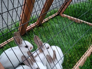 English Lop rabbits - Advert 11