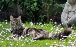Maine Coon cats for sale: Maincoon cross domestic long hair, 11 months old - Image 6