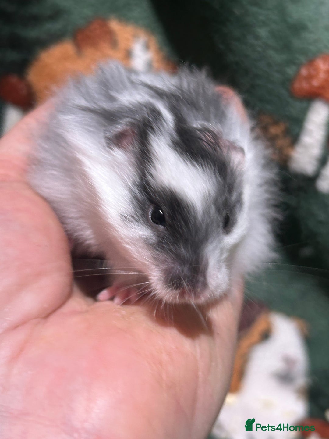 Hamster rodents for sale: Super Friendly Baby Hamsters  - Advert 3