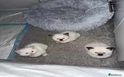 Ragdoll cats for sale: 🌟 Beautiful Ragdoll Kittens – Ready Soon! 🌟 - Image 1