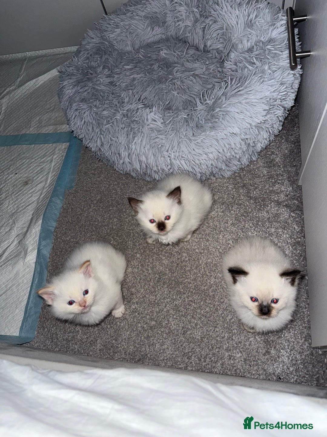 Ragdoll cats for sale: 🌟 Beautiful Ragdoll Kittens – Ready Soon! 🌟 - Image 1