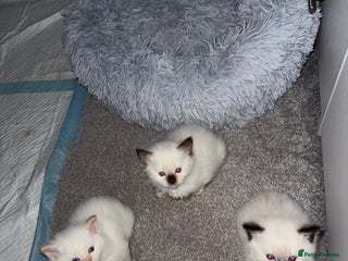Ragdoll cats - Advert 2