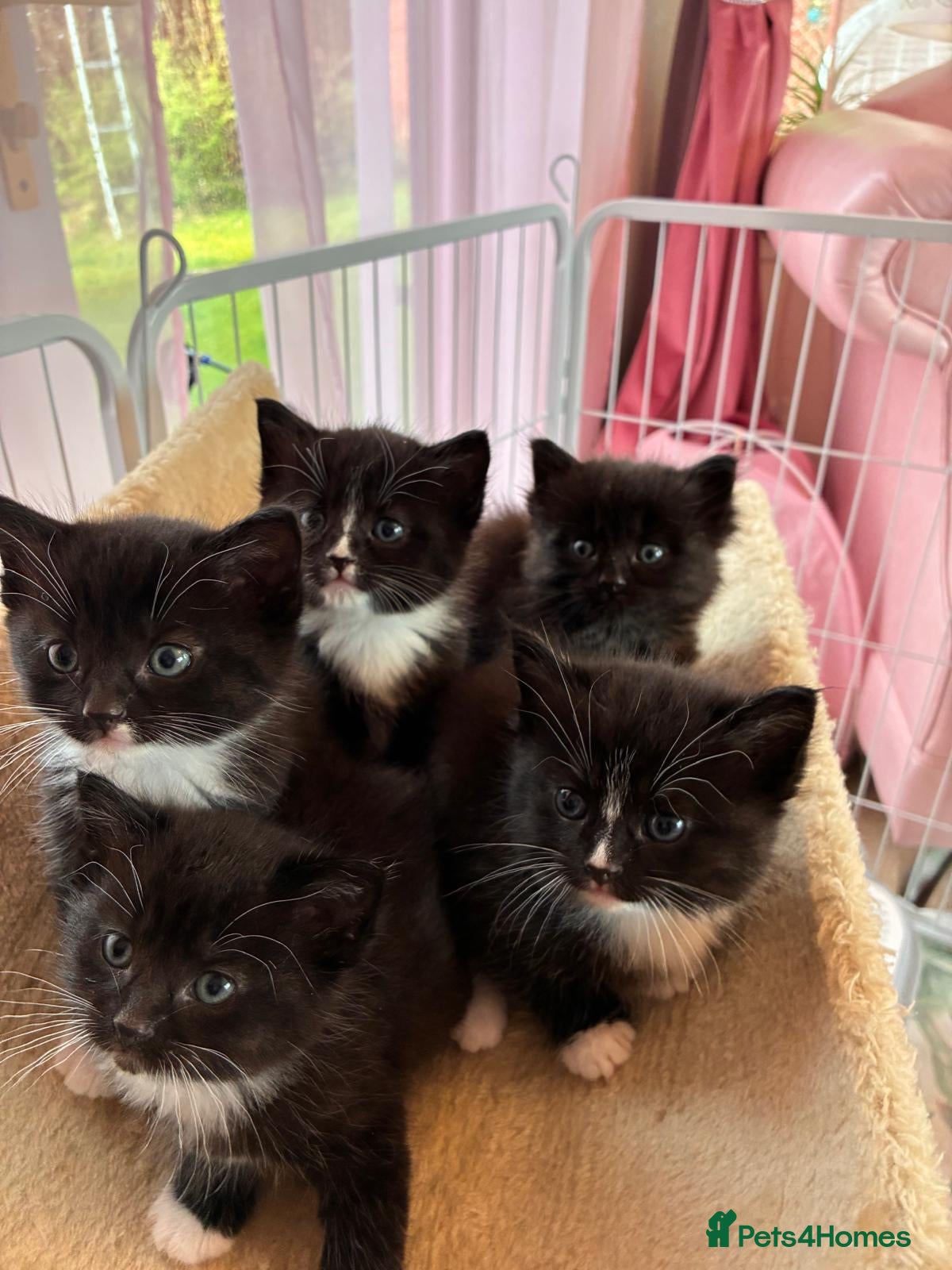 Ragdoll cats Ragdoll cross Siberian beautiful 6 kittens - Advert 1